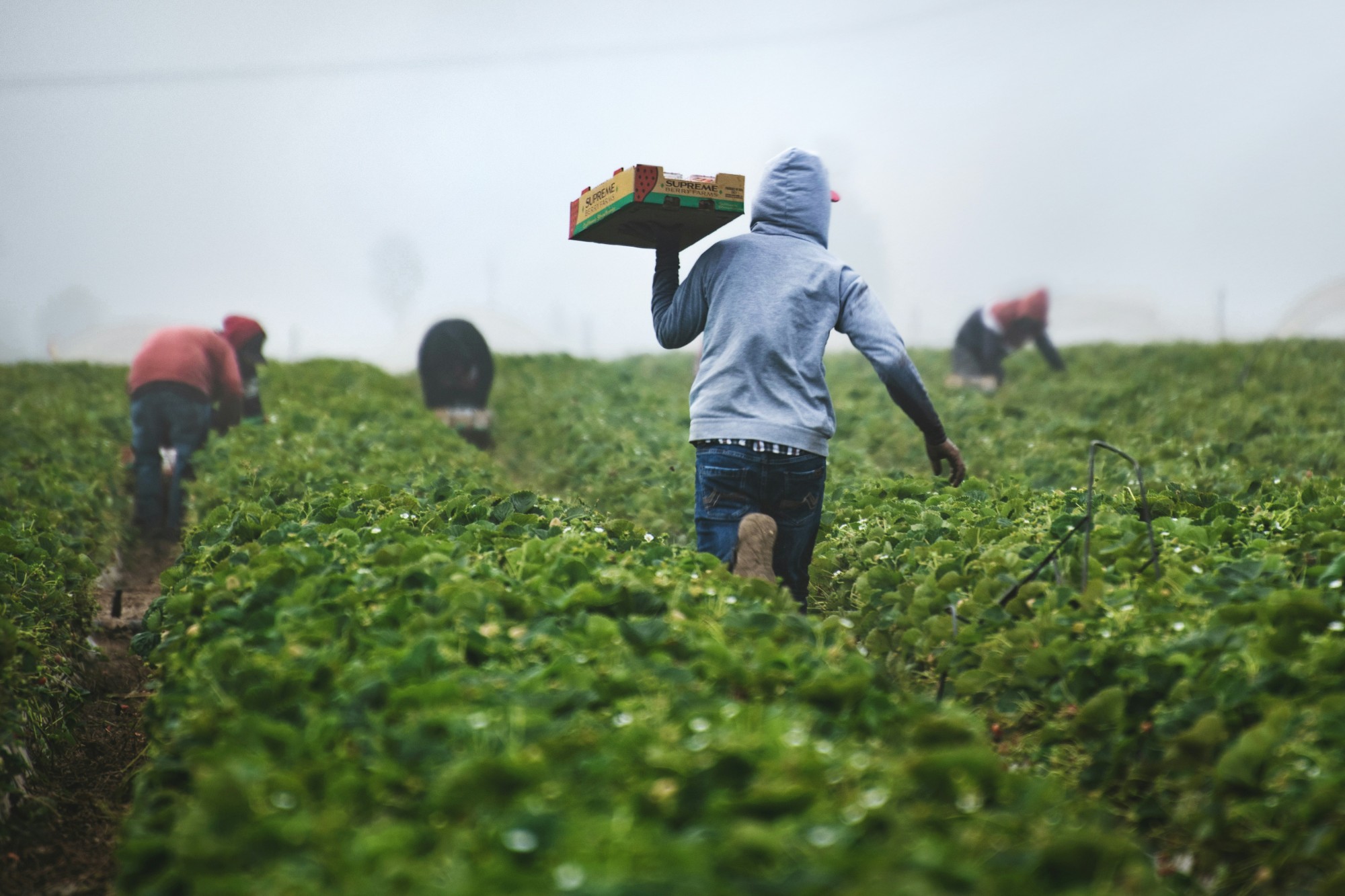 Trabajador cosechando en un cultivo de fresas.